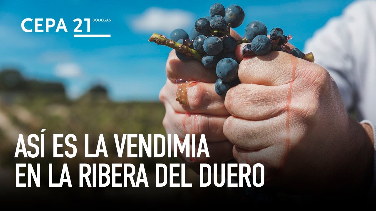 ¿Cuáles son los vinos más representativos de la región del Duero y dónde se pueden degustar?